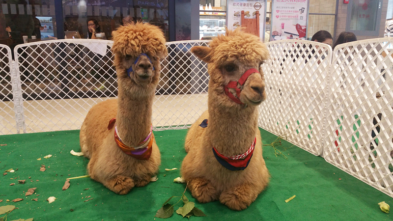 首页| 918博天堂中国官方网站