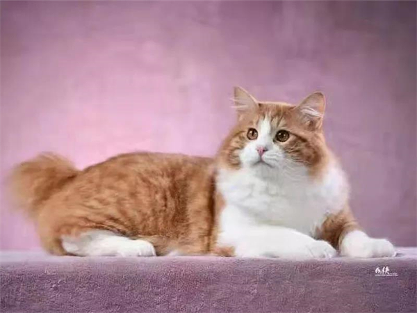 首页| 918博天堂中国官方网站